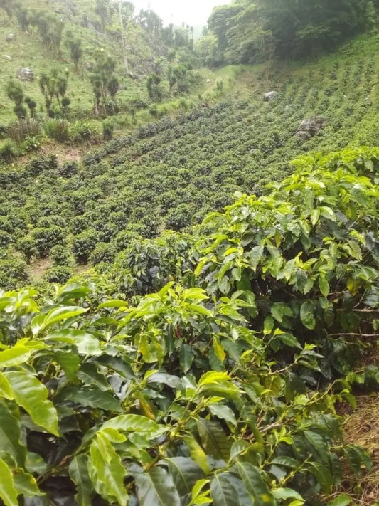 Finca El Encanto Honey