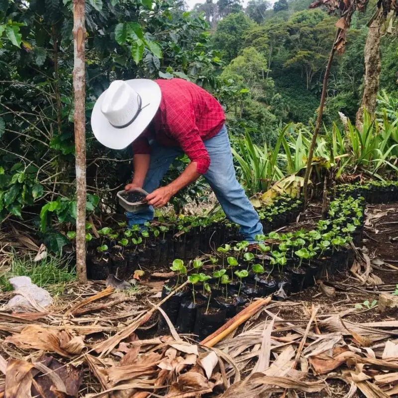 Finca El Encanto Geisha