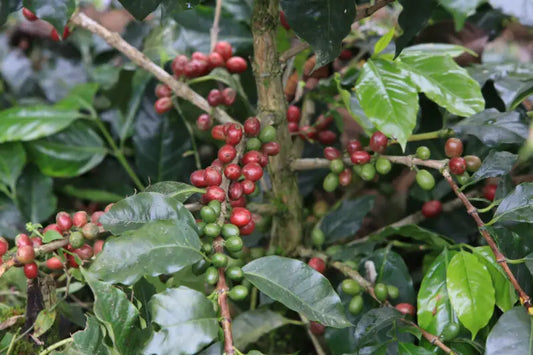 Finca El Encanto Geisha