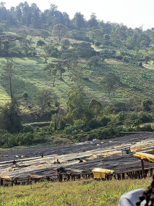 Ethiopia Guji Kayon Mountain