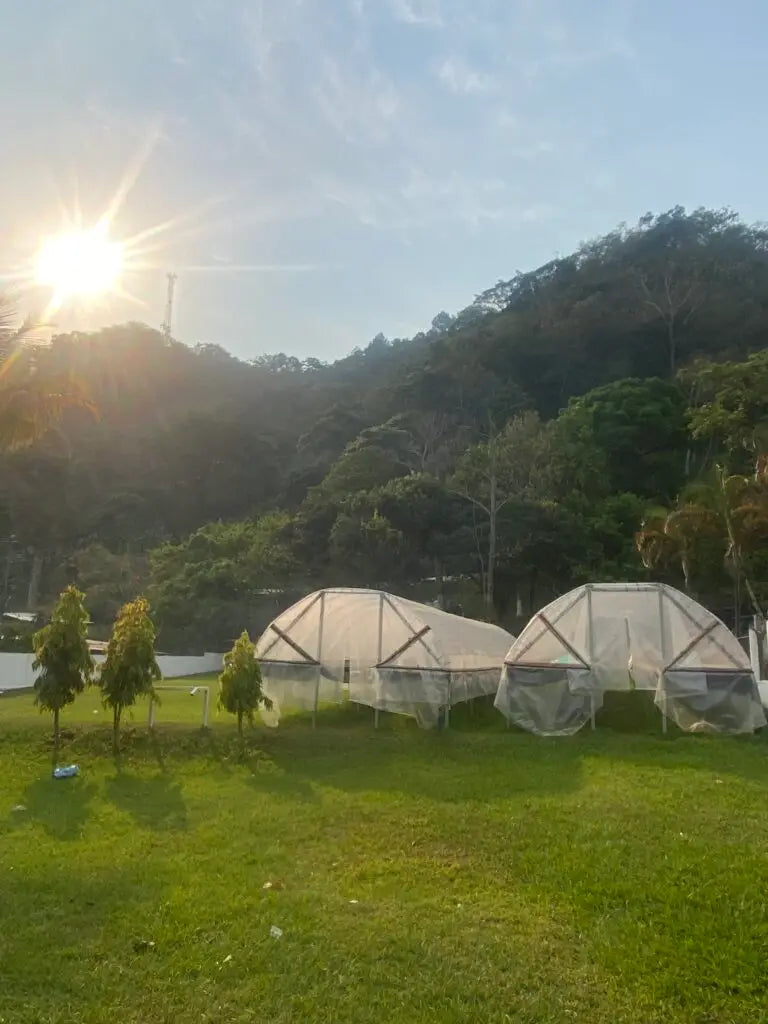 Finca El Encanto Honey