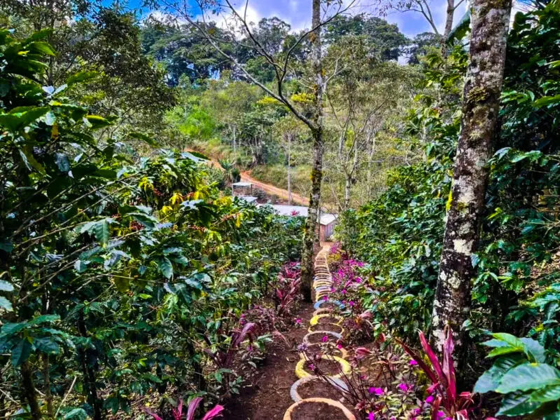 Finca El Encanto Geisha