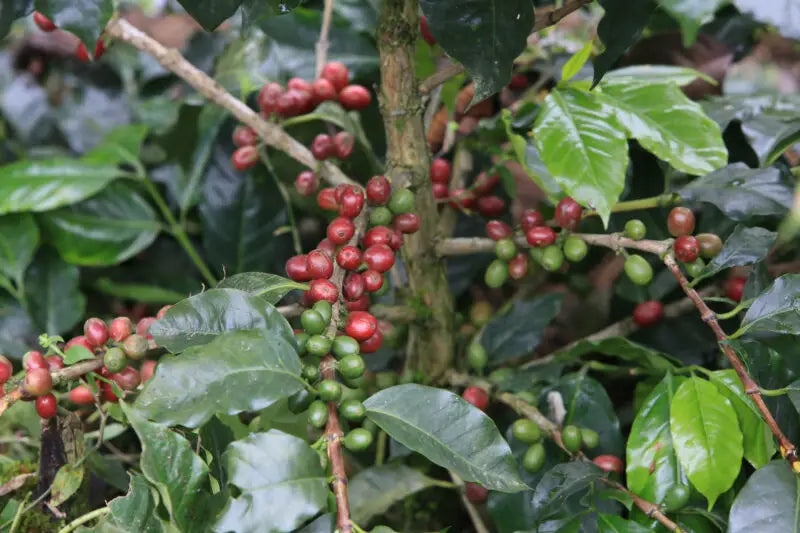 Finca El Encanto Geisha