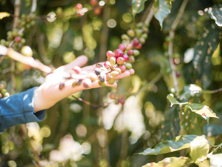 Mexico Rancho Santa Fe