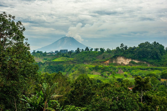Sumatra Mandheling